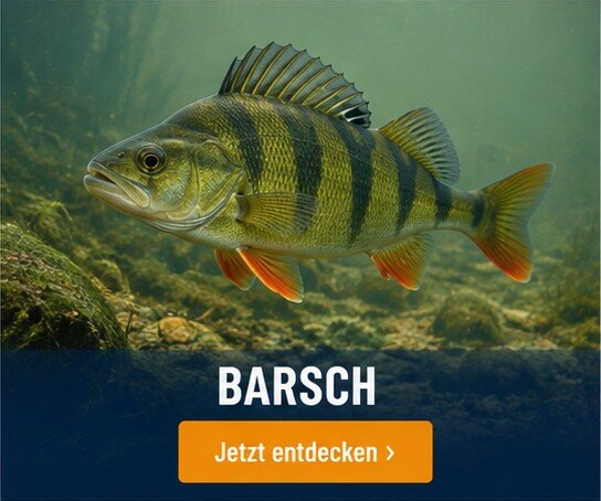 Barsch-Angelwelt bei Angel Spezi Hille 