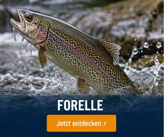 Forelle-Angelwelt bei Angel Spezi Hille 