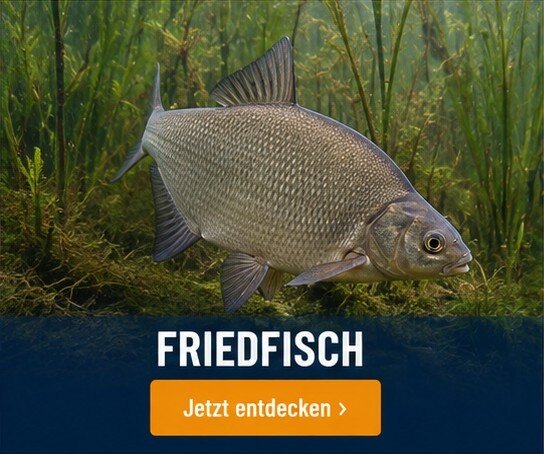 Friedfisch-Angelwelt bei Angel Spezi Hille 