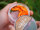 Trout Master Camola | 30mm | verschiedene Farben / Aromen