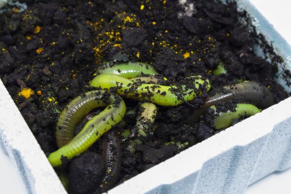 Tauwurm NBC Grün | 12 stück