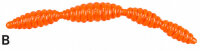 Paladin Bienenmade 2.0 | 2,5cm / 20 Stück | B: Orange