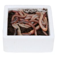 Kanadische Tauwürmer | Premium Naturköder zum...